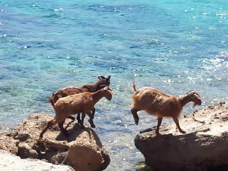 Gavdos plaża Pirgos