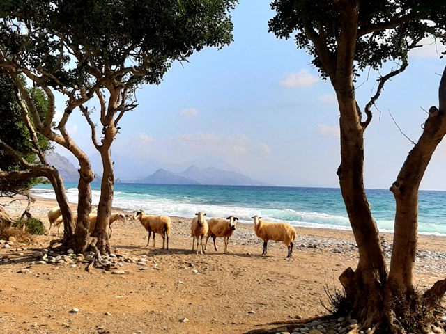 owce na pustej plaży