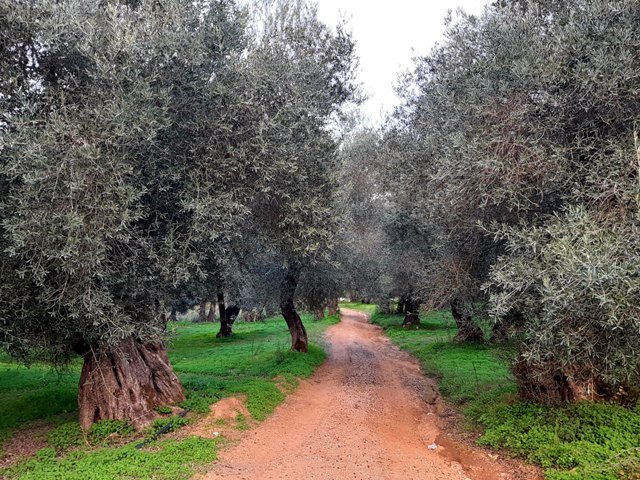 droga szutrowa wśród drzew oliwnych