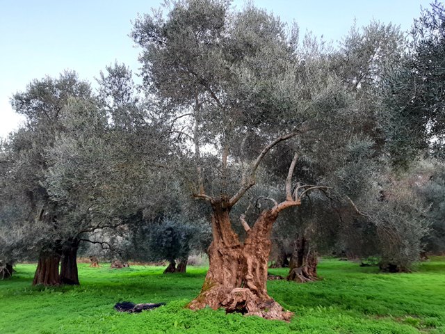 gaj oliwny drzewa na zielonej trawie