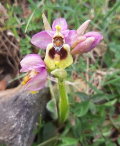 orchidea Kreta wiosną