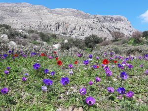 kreta wiosną anemony na tle gór