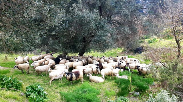 stado owiec pod oliwką
