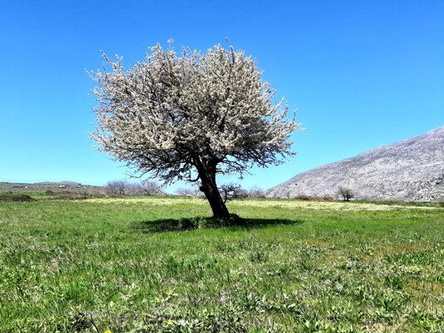 samotne drzewo kwitnące na zielonej trawie