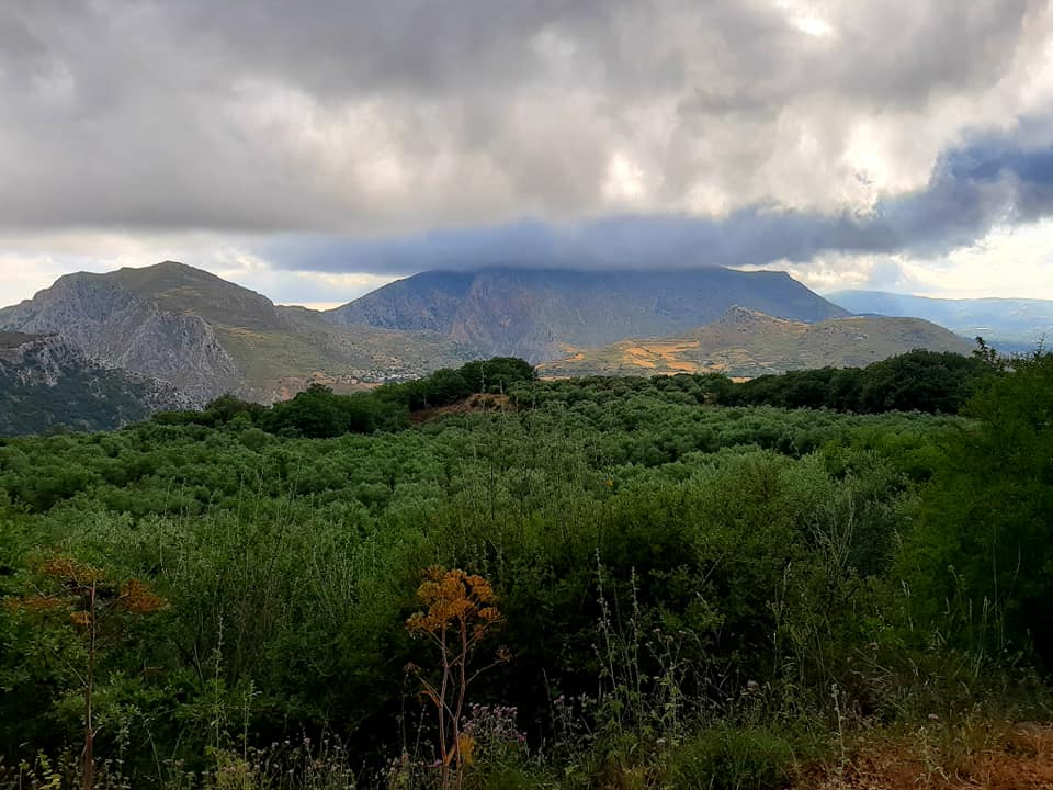 góra w chmurach, gaje oliwne