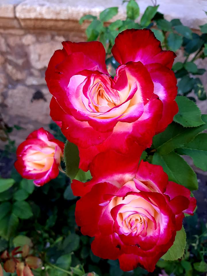róże w klasztorze arkadi