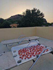 pomidory suszone na dachu